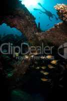 Scuba diver above shipwreck