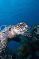 Hawksbill turtle