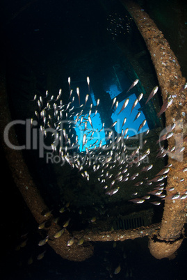 Golden sweeper (parapriacanthus ransonneti) inside the engine room of the Red Sea shipwreck