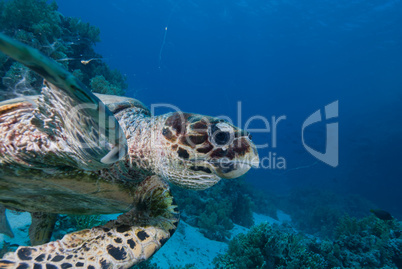 Hawksbill turtle