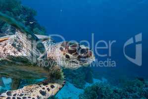 Hawksbill turtle