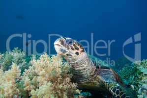 Hawksbill turtle