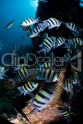 Large shoal of Tropical Fish