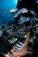 Large shoal of Tropical Fish