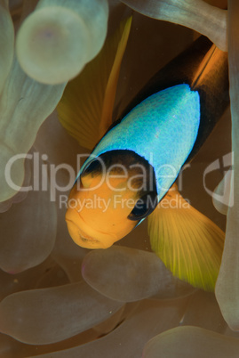 Anemone fish