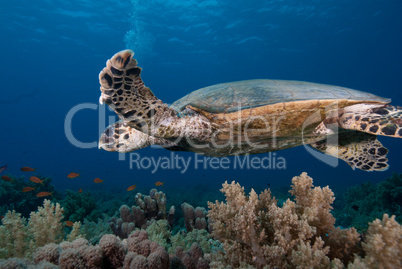 Hawksbill turtle