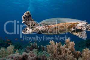 Hawksbill turtle