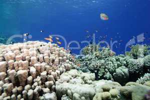 Colourful pristine coral reef