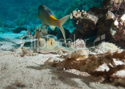 Bluespotted stingray (Taeniura lymma)