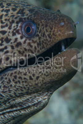 Giant moray