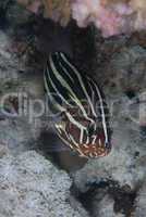 Sixstriped soapfish