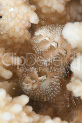 Christmas tree worm