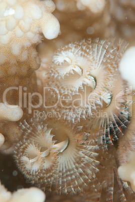 Christmas tree worm