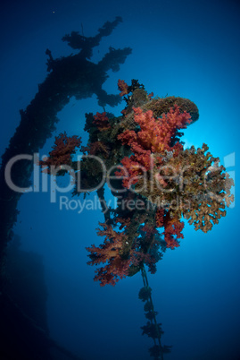 Coral growth on the mast of a shipwreck
