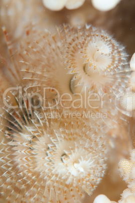 Christmas tree worm