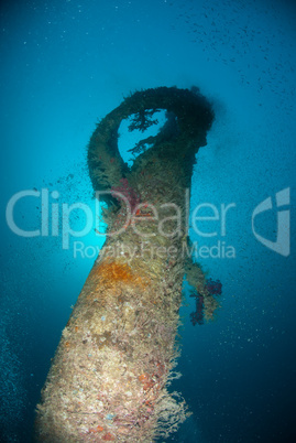 Marine life and coral growth on shipwreck