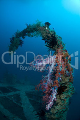 Coral growth on the Rosalie Moller shipwreck