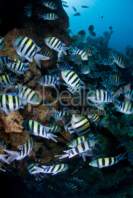 Large shoal of Tropical Fish