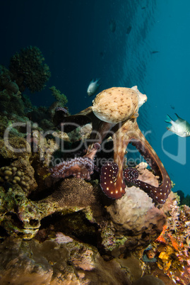 Reef octopus (Octopus cyaneus)