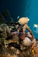 Reef octopus (Octopus cyaneus)