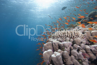 Tropical fish in clear blue water