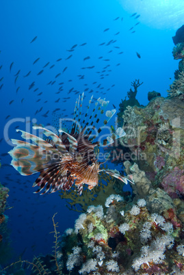 Common lionfish (Pterois miles)