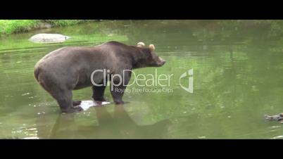 Bär im Wasser