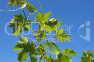 Grapevine vitis