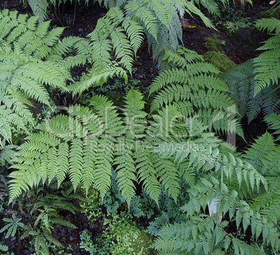 Ferns