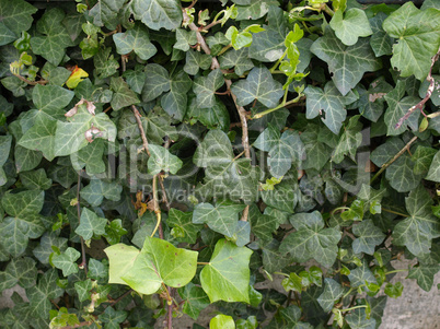 Ivy