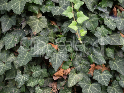 Ivy