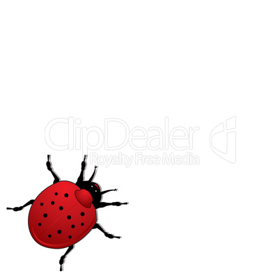 ladybird