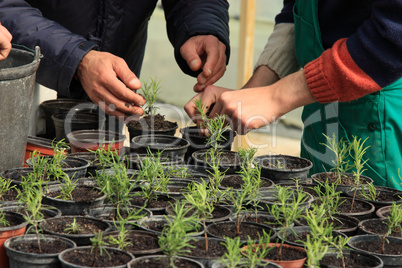 Planting a tree