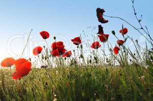 Poppy Field