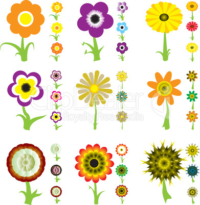 flower variation