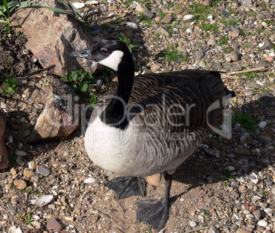 canada goose