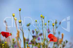 Mohnblumen auf Wiese