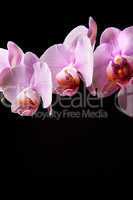 Rosa Orchidee