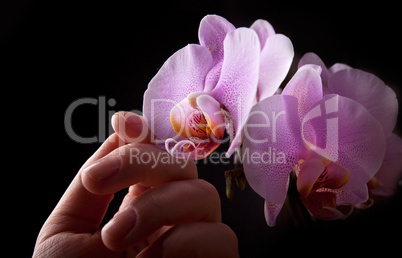 Rosa Orchidee berührt von Frauenhand auf schwarzem Hintergrund