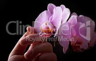 Rosa Orchidee berührt von Frauenhand auf schwarzem Hintergrund