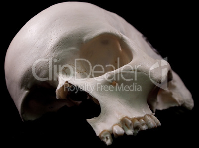 Hälfte eines Schädelknochen vor schwarzen Hintergrund