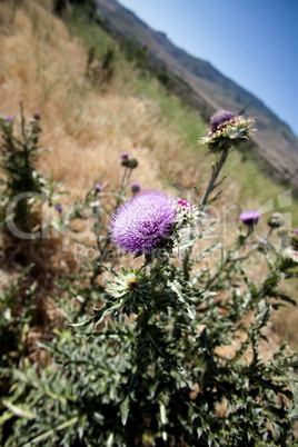 Distel mit Blüte in der Wildnis