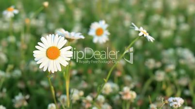 Daisies on a meadow of clover