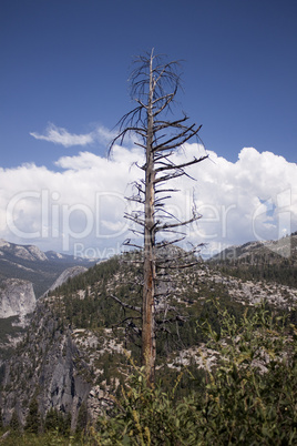 Panoramablick über die Berge mit alten Baum