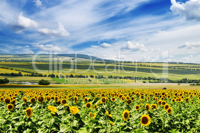 sunflower field