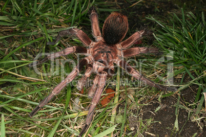 Vogelspinne (Phormictopus cochleasvorax) / Tarantula (Phormictop