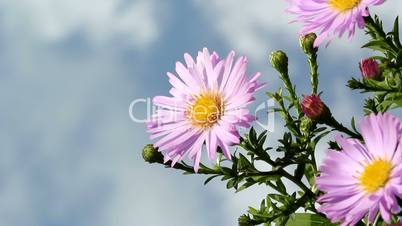 Asteraceae