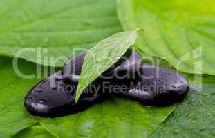 Steine mit Blatt / stone with leaf