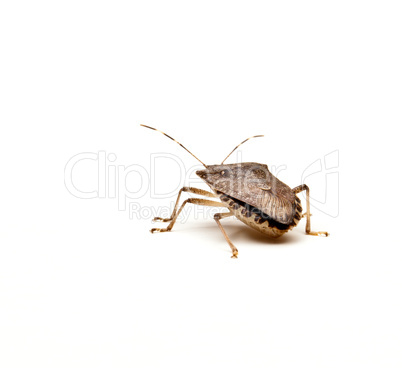 Brown Stink Bug