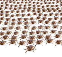 Army of Brown Stink Bugs